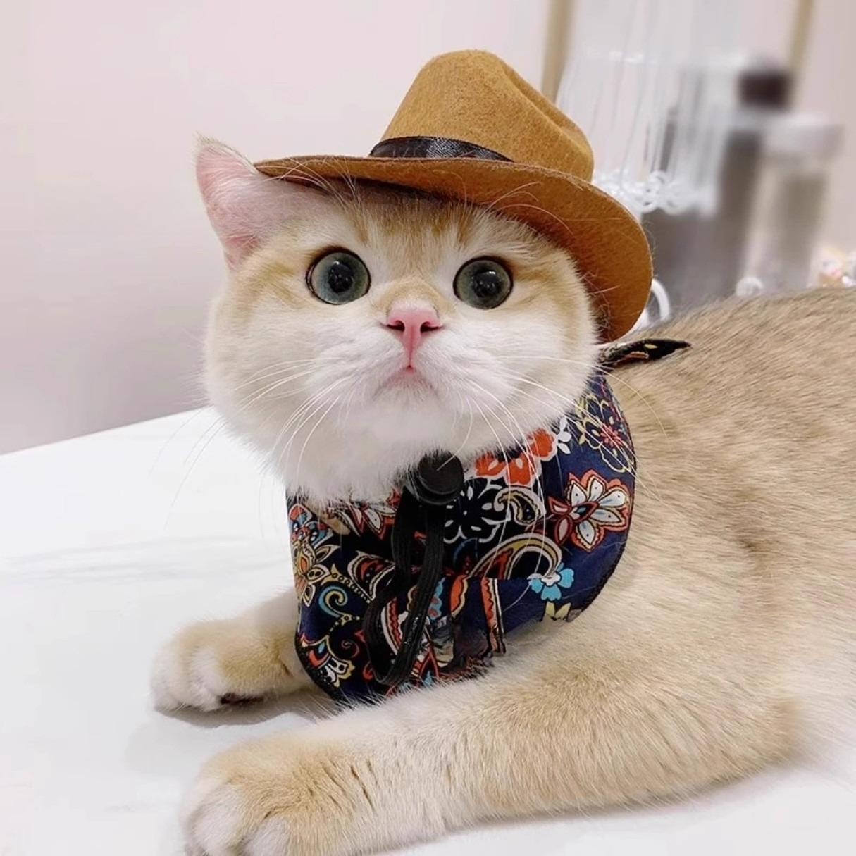  Cat Cowboy Hat Pet Head Acce – Cowboy Hat Straw Bewertung und Preis